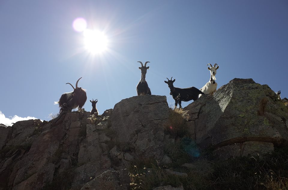 Entrevista a Stimming