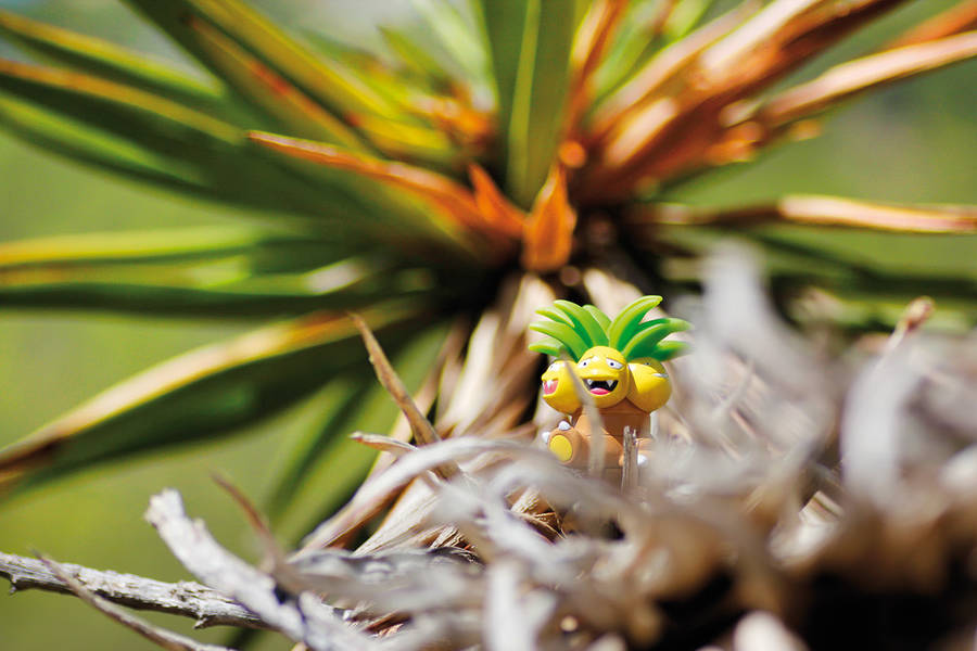 fiebre-pokemon-en-su-habitat-natural-04